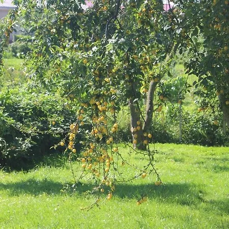 公寓 Hs Am Weidengrund Whg 4 博尔滕哈根